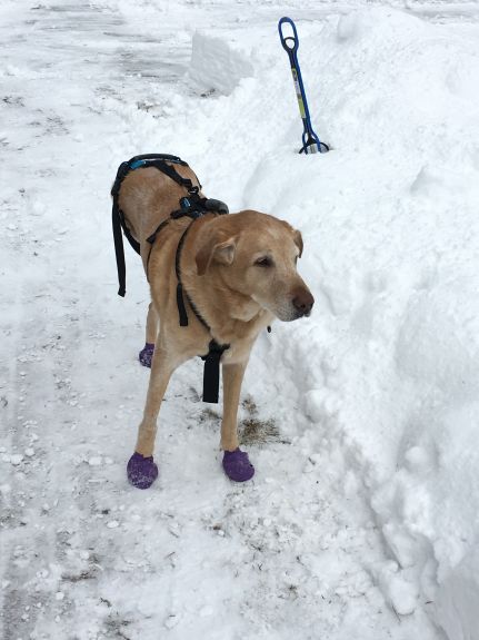Jackson doing incredible in the snow, the booties are really helping him out!