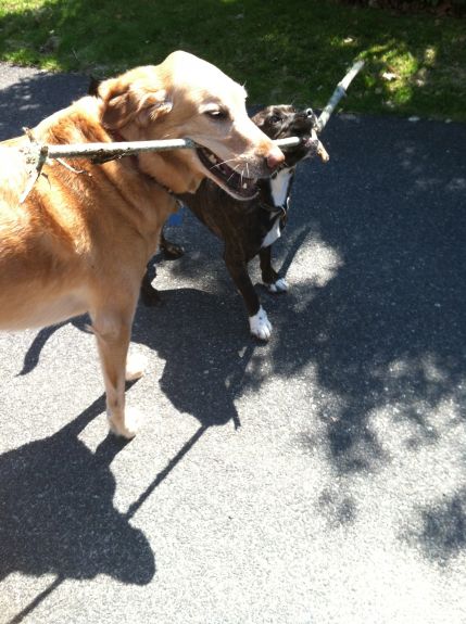 Jackson & Roo playing tug of war at Easter 2016