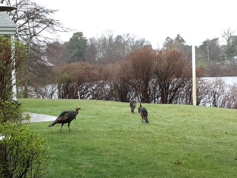 Turkeys strutting around the yard 